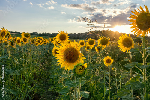 Scenic view of blooming sunflower field against sunset sky during harvest season.