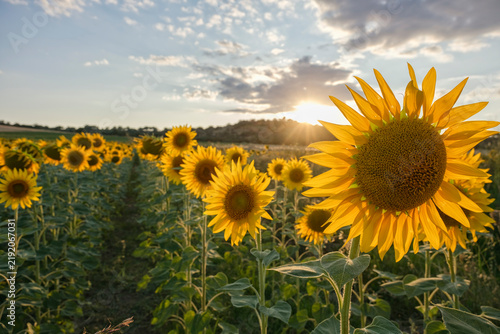 Close up of a blooming sunflower in field glowing in warm golden sunset backlight.