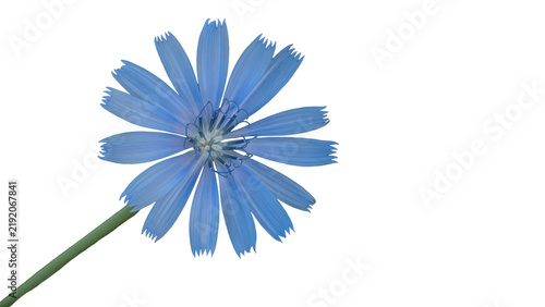 Cuadro en lienzo Chicory flower blooming with transparent background