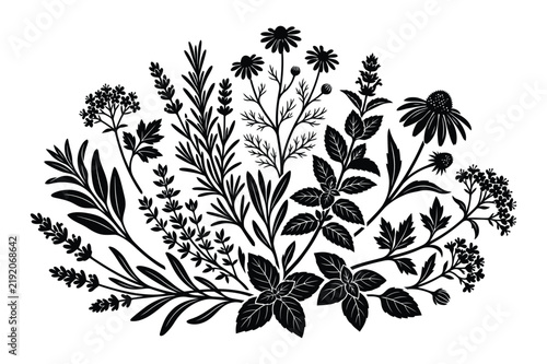Fresh aromatic culinary herbs and medicinal plants bunch with culinary