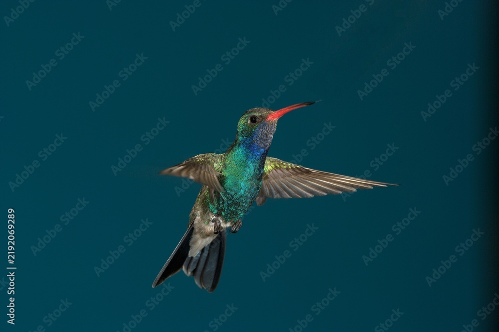 Fototapeta premium Broad-billed hummingbird in flight
