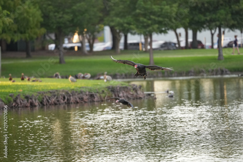 Muscovy duck landing