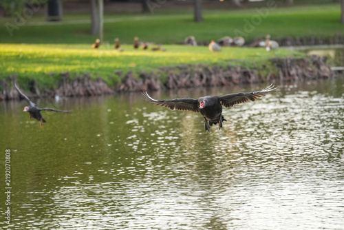 Muscovy duck landing