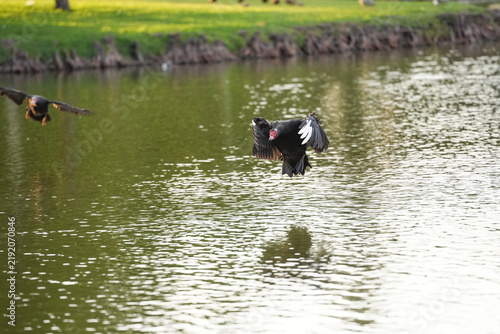 Muscovy duck landing