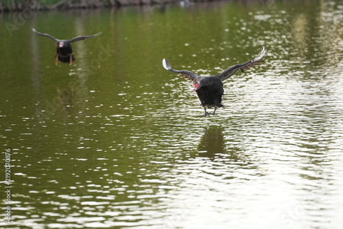 Muscovy duck landing