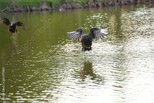 Muscovy duck landing