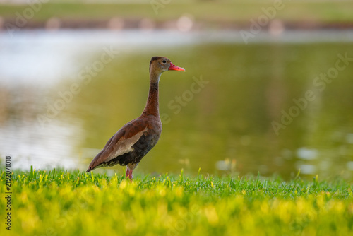 Whisting Duck in park