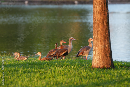 family of ducks