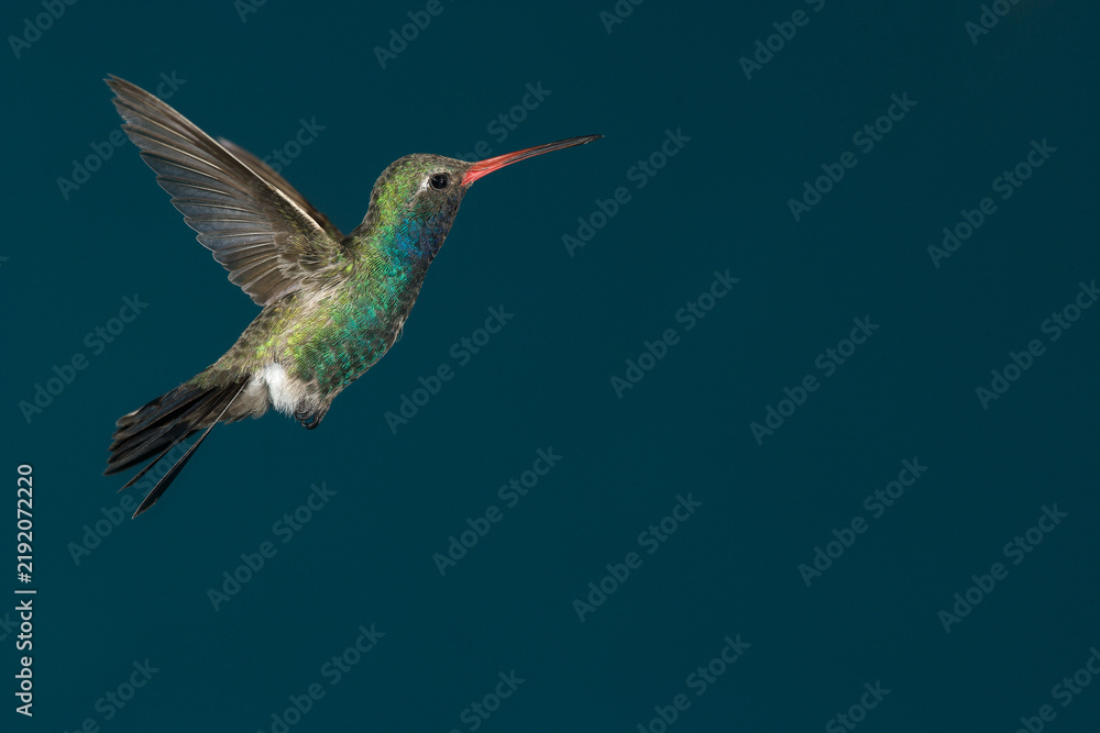 Fototapeta premium Broad-billed hummingbird in flight