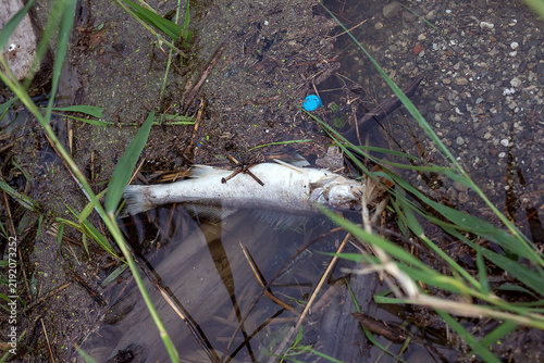 Dead fish lying in shallow water. Aquatic wildlife mortality