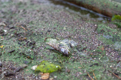 Dead fish lying on an algae-covered wet shoreline. aquatic wildlife mortality