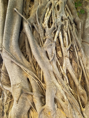 Cuadro en lienzo A Banyan tree trunk has interwoven details