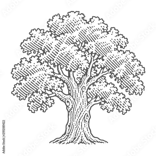 Vintage oak tree illustration in a classic woodcut engraving style