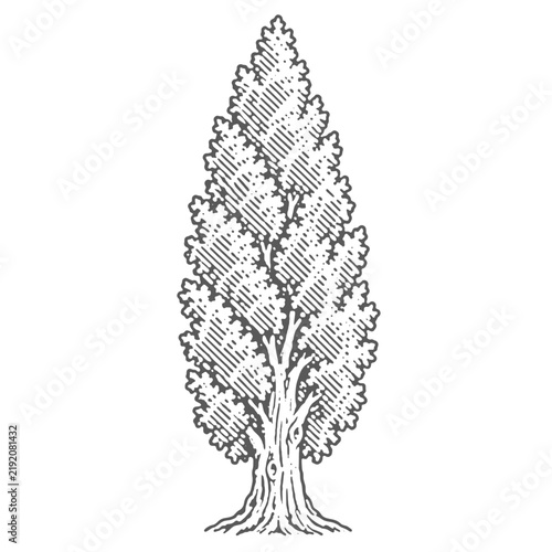 Vintage engraving of a tall cypress tree with detailed bark and foliage