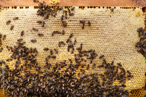 Bees close honey in combs. 
For long-term storage, honey bees are closed in combs.