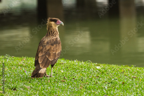 Imagem de pássaro no gramado do parque