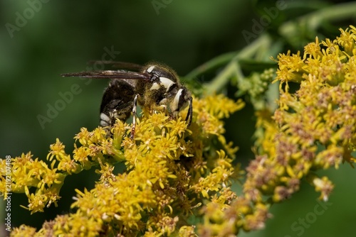 Fotografie Bald-faced hornet feeding on goldenrod flowers in bright summer sunlight, showing detailed wings, black and white markings, and fine body hairs against a soft green natural background