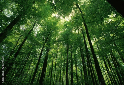 Lush green canopy of tall trees reaching towards a bright sky