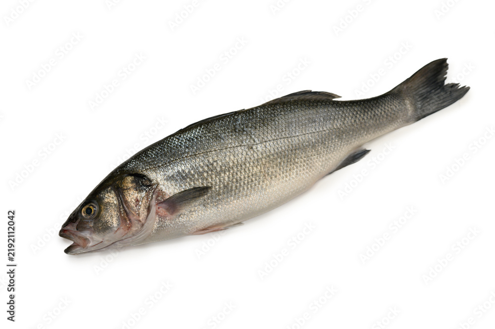 Fototapeta premium Commercial stock photo of a single whole fresh raw sea bass fish isolated on white