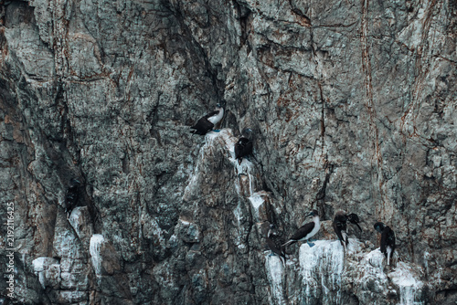 Obraz na płótnie Blue-Footed Boobies Perched on Steep Rocky Cliff