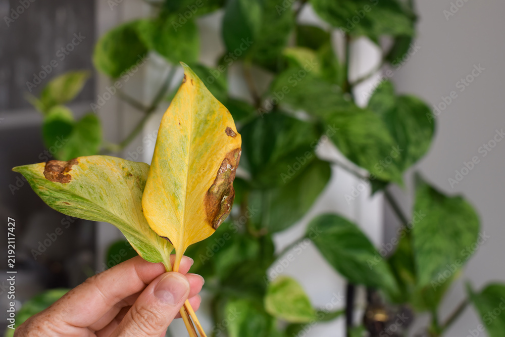 Obraz premium Close-up of hand holding yellow pothos leaf with brown necrotic spots and damage, indicating plant health problem, disease, or pest infestation