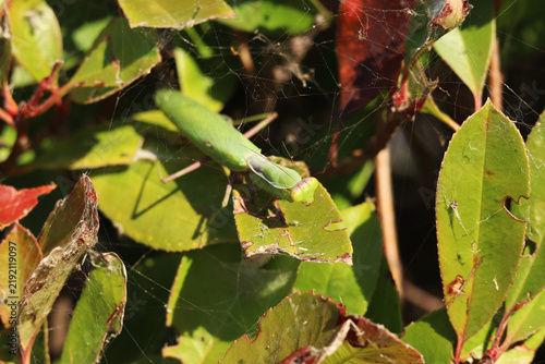 Obraz na płótnie Praying mantis (Mantis religiosa) among the green leaves of a bush