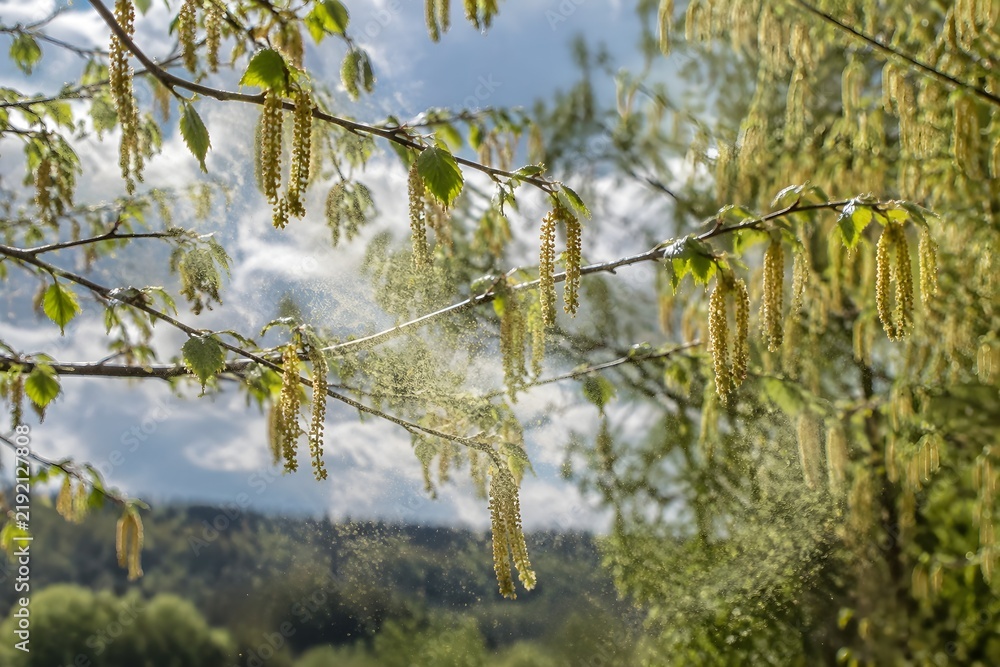 Obraz premium Wind pollinated tree branches overlapping in spring with clouds of fine pollen drifting between catkins