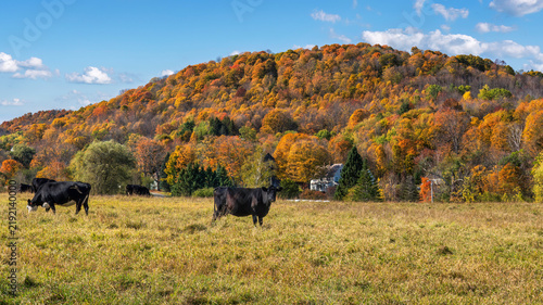 Cows on a Vermont Farm in Autumn