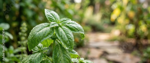 Fresh Basil Plant With Water Droplets After Rain In A Garden