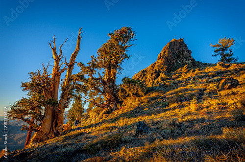 Ancient bristlecone pines of Inyo National Forest in the White Mountains of California