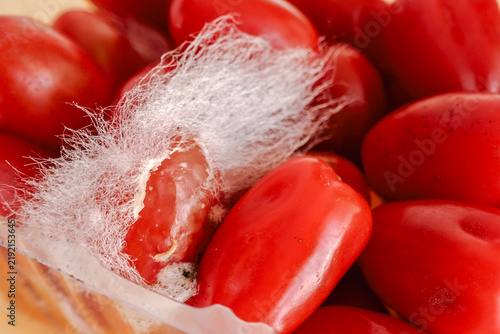 Canvas Print rotten tomatoes