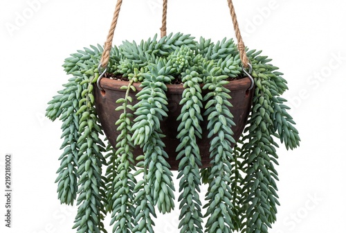 Burros Tail Hanging Succulent in Terracotta Pot on White Background
