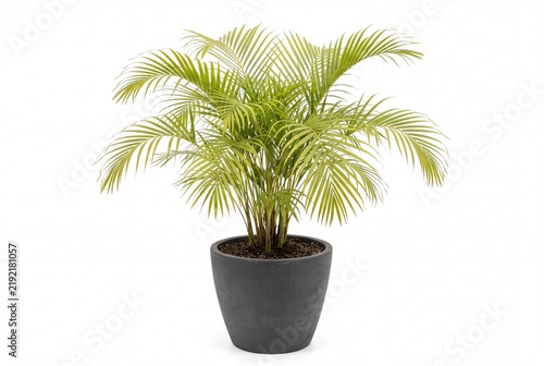 Potted Areca Palm Houseplant Isolated on White Background