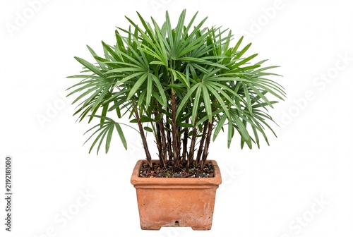 Elegant Lady Palm Rhapis Excelsa in Terracotta Pot on White Background