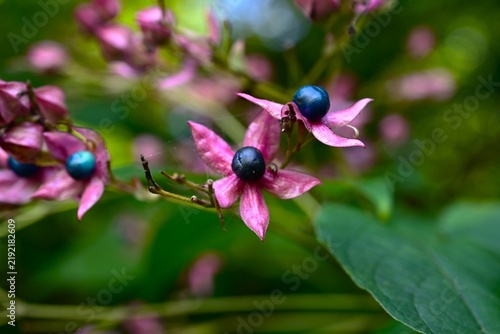 Картината върху платно Harlequin glory bower fruit (drupes)