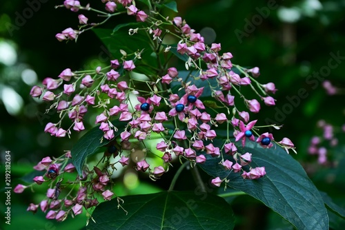 Принти на полотні Harlequin glory bower fruit (drupes)