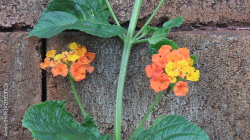 yellow flower in a garden