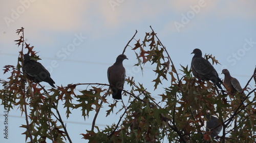 Obraz na płótnie birds on a branch