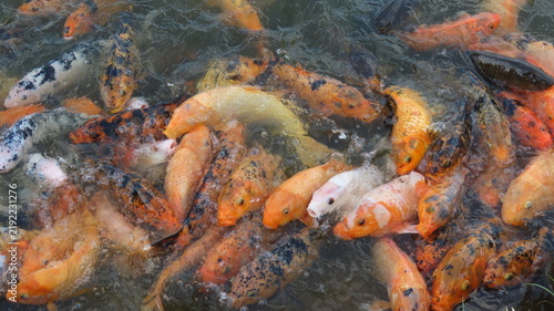 Plakat japanese koi fish