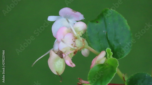 Obraz na płótnie pink orchid flower