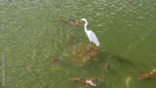 Obraz na płótnie great blue heron
