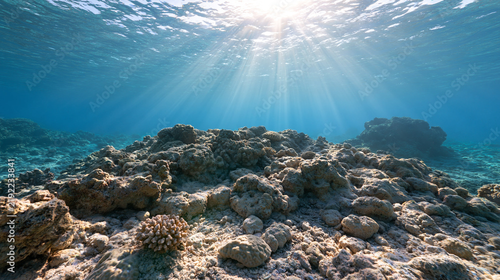 Fototapeta premium Underwater Reef Landscape Illuminated by Bright Light from the Surface
