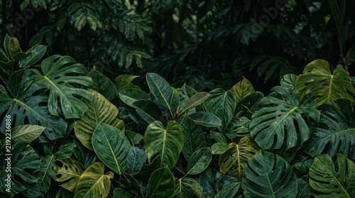 Lush tropical Monstera leaves with water droplets in deep forest setting for natural botanical background and organic interior decor