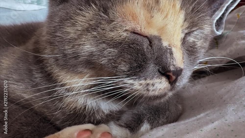 Cat (Felis catus). Close-up of the face of a sleeping tricolor cat with closed eyes on a soft blanket
