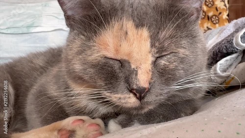 Cat (Felis catus). Comfortably sleeping domestic calico cat on the bed close-up with pink paw pad