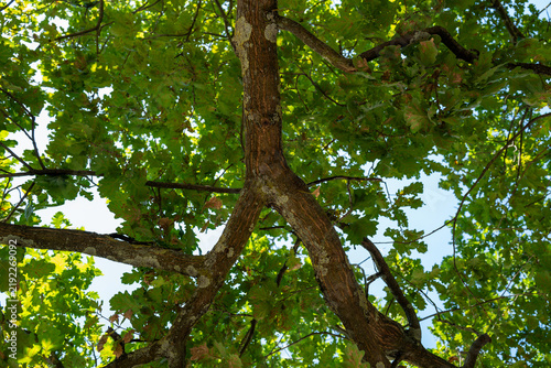 Green leaves shine in daylight