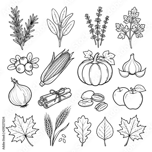 Thanksgiving Cooking Ingredients and Herbs Hand Drawn Vector Collection