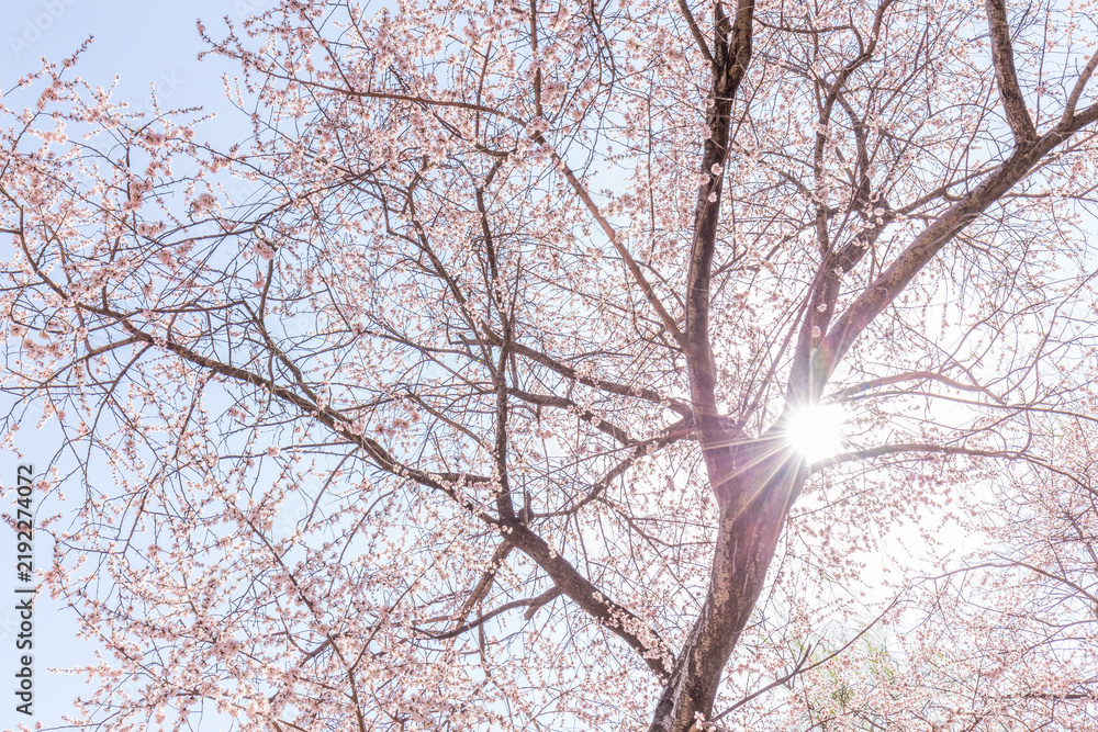 Fototapeta premium A flowering tree in spring, its pink blossoms catch bright sunlight filtering through bare upper branches against a clear light blue sky.
