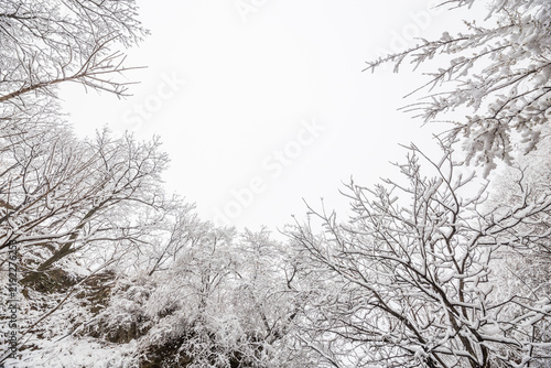 Obraz na plátně Snow-laden tree branches stretch against an overcast bright winter sky in a natural outdoor scene