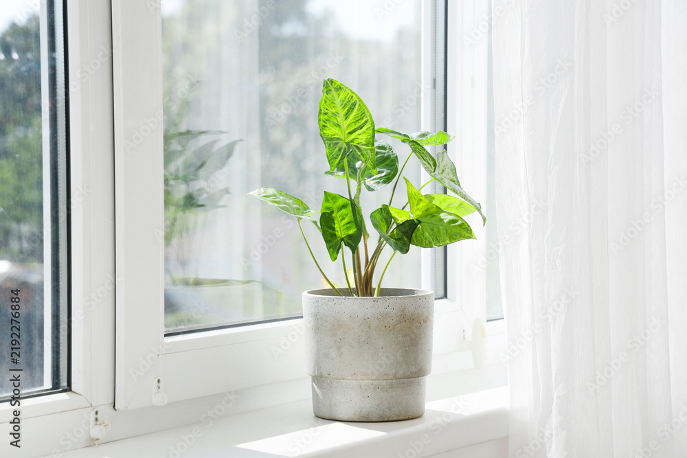 Obraz premium Biophilic design and home wellness, potted syngonium plant on a sunny windowsill for interior decor and sustainable living in a modern apartment